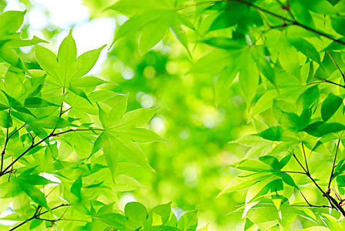 光合作用測量系統(tǒng)探究植物的秘密 光合作用測量系統(tǒng)探究植物的秘密