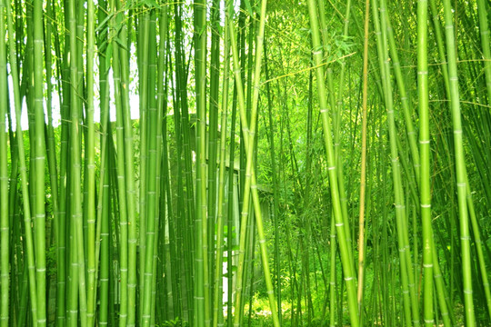 植物株高要如何測(cè)量? 植物株高要如何測(cè)量?